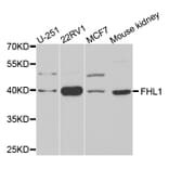 Western blot - FHL1 antibody from Signalway Antibody (38659) - Antibodies.com