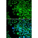 Immunofluorescence - FHL1 antibody from Signalway Antibody (38659) - Antibodies.com