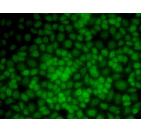 Immunofluorescence - UMPS antibody from Signalway Antibody (38664) - Antibodies.com