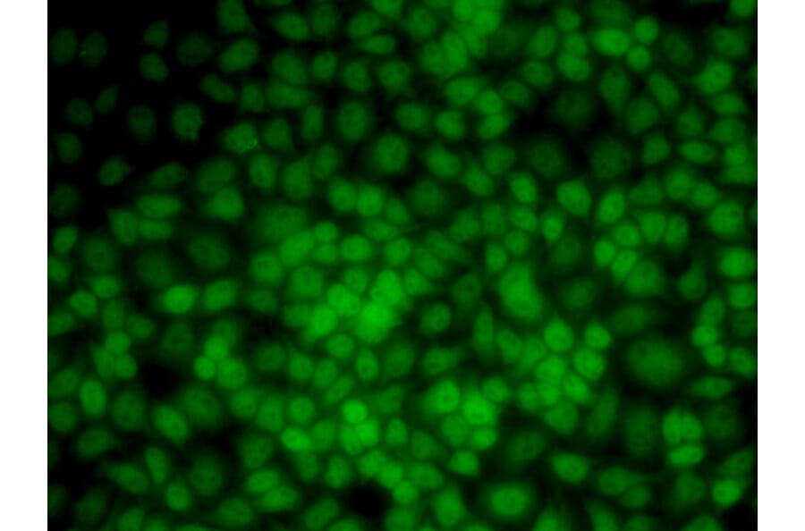 Immunofluorescence - UMPS antibody from Signalway Antibody (38664) - Antibodies.com