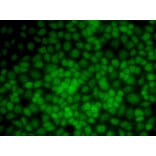 Immunofluorescence - UMPS antibody from Signalway Antibody (38664) - Antibodies.com