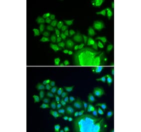 Immunofluorescence - FZR1 antibody from Signalway Antibody (38668) - Antibodies.com