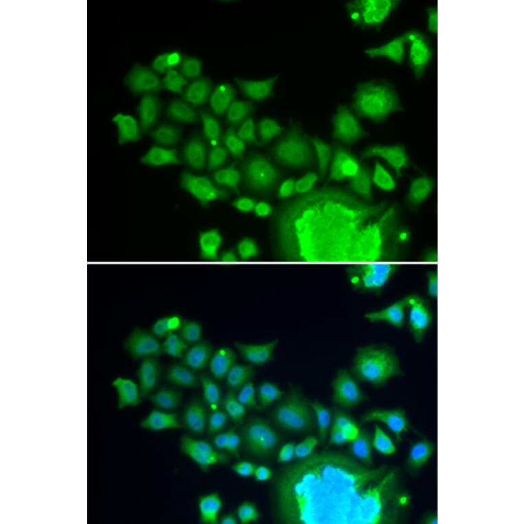 Immunofluorescence - FZR1 antibody from Signalway Antibody (38668) - Antibodies.com