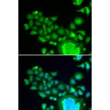 Immunofluorescence - FZR1 antibody from Signalway Antibody (38668) - Antibodies.com