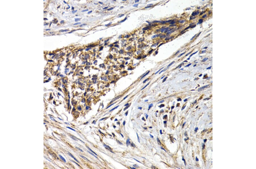 Immunohistochemistry - FZR1 antibody from Signalway Antibody (38668) - Antibodies.com