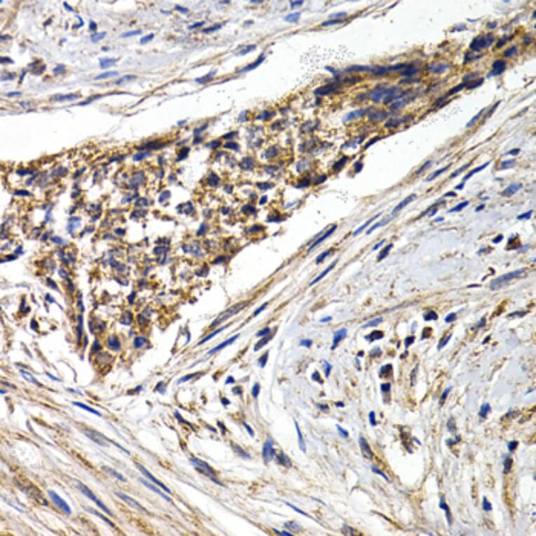 Immunohistochemistry - FZR1 antibody from Signalway Antibody (38668) - Antibodies.com