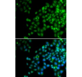 Immunofluorescence - EPC1 antibody from Signalway Antibody (38692) - Antibodies.com