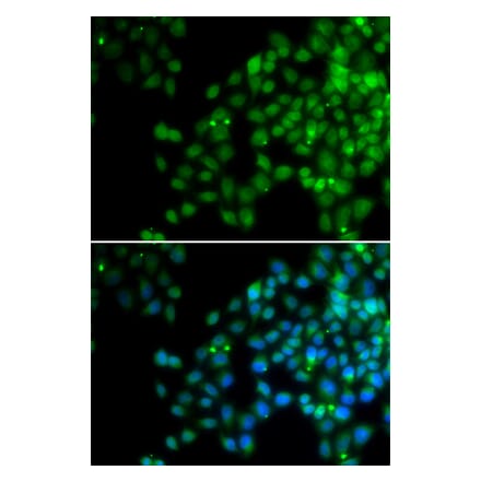 Immunofluorescence - EPC1 antibody from Signalway Antibody (38692) - Antibodies.com