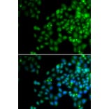 Immunofluorescence - EPC1 antibody from Signalway Antibody (38692) - Antibodies.com