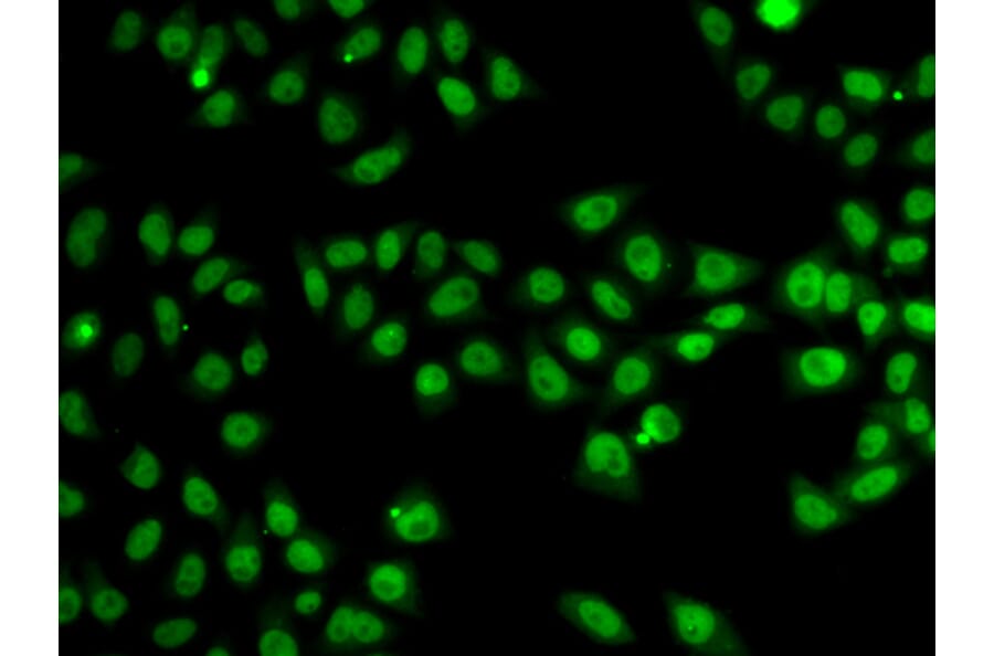 Immunofluorescence - SND1 antibody from Signalway Antibody (38700) - Antibodies.com