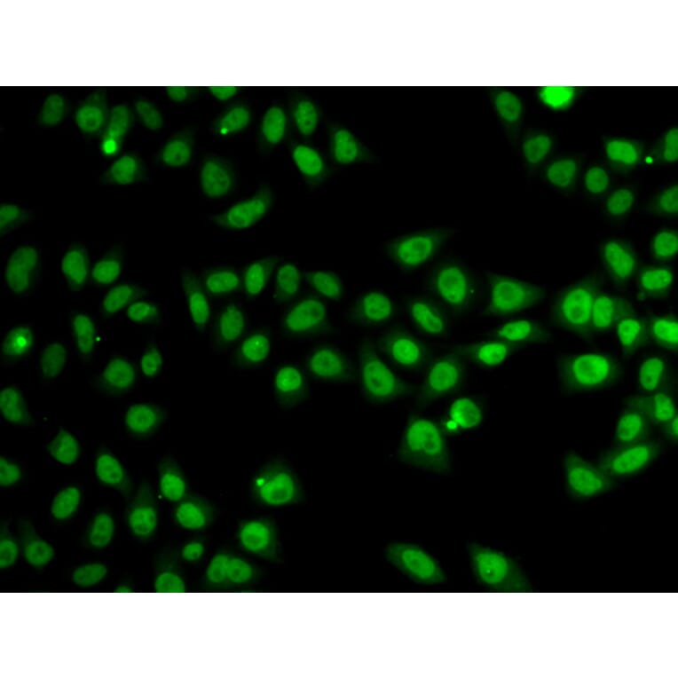 Immunofluorescence - SND1 antibody from Signalway Antibody (38700) - Antibodies.com