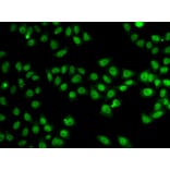 Immunofluorescence - SND1 antibody from Signalway Antibody (38700) - Antibodies.com