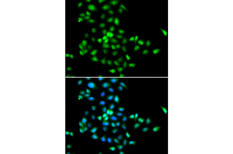Immunofluorescence - SBDS antibody from Signalway Antibody (38702) - Antibodies.com