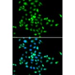 Immunofluorescence - SBDS antibody from Signalway Antibody (38702) - Antibodies.com
