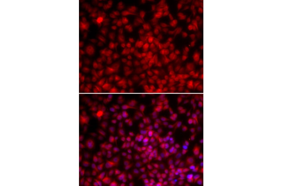 Immunofluorescence - ILF2 antibody from Signalway Antibody (38706) - Antibodies.com