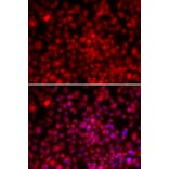 Immunofluorescence - ILF2 antibody from Signalway Antibody (38706) - Antibodies.com