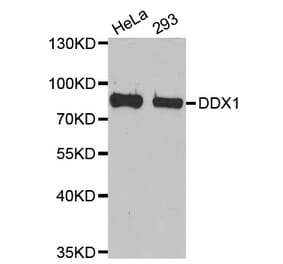 Western blot - DDX1 antibody from Signalway Antibody (38710) - Antibodies.com