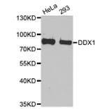 Western blot - DDX1 antibody from Signalway Antibody (38710) - Antibodies.com