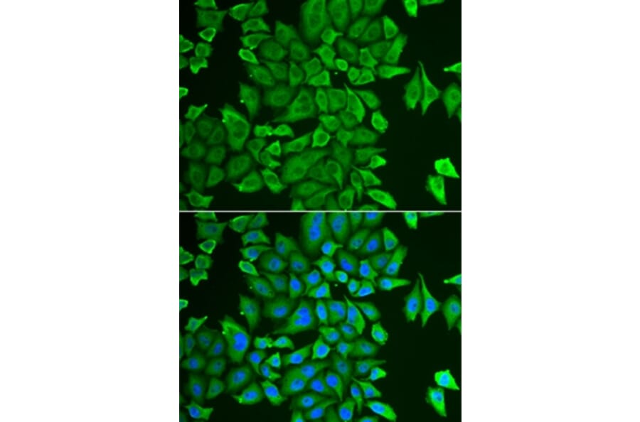 Immunofluorescence - APEH antibody from Signalway Antibody (38714) - Antibodies.com