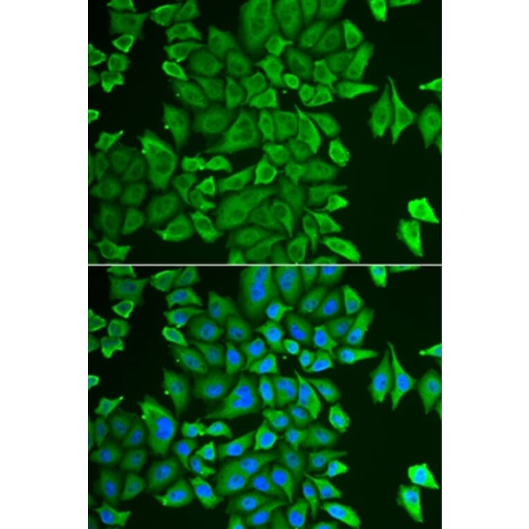 Immunofluorescence - APEH antibody from Signalway Antibody (38714) - Antibodies.com
