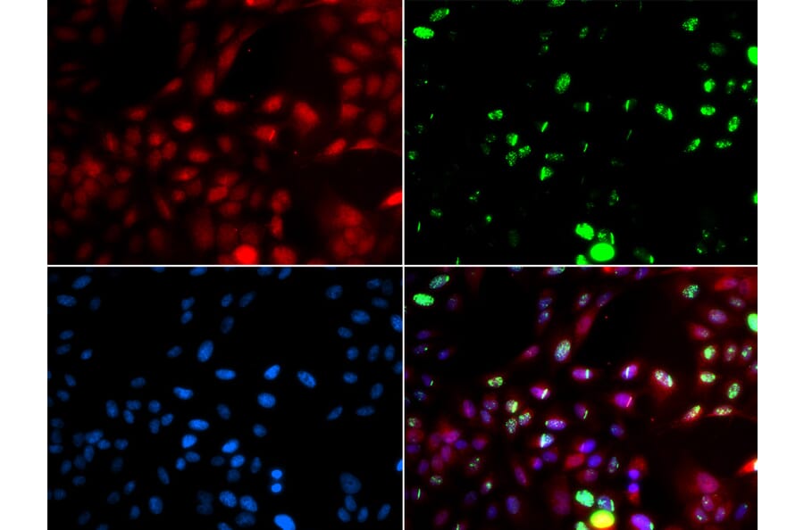 Immunofluorescence - POLK antibody from Signalway Antibody (38720) - Antibodies.com