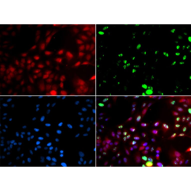 Immunofluorescence - POLK antibody from Signalway Antibody (38720) - Antibodies.com