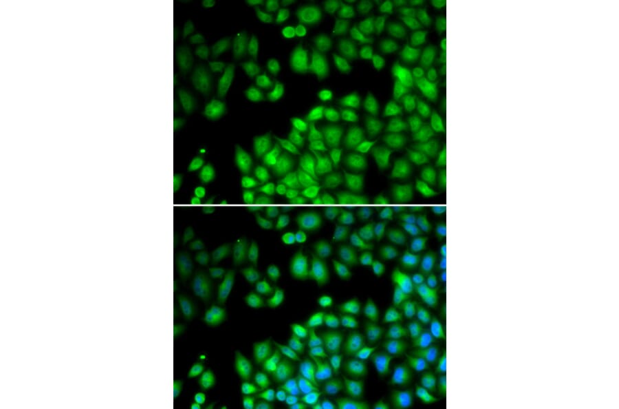Immunofluorescence - MLL5 antibody from Signalway Antibody (38731) - Antibodies.com