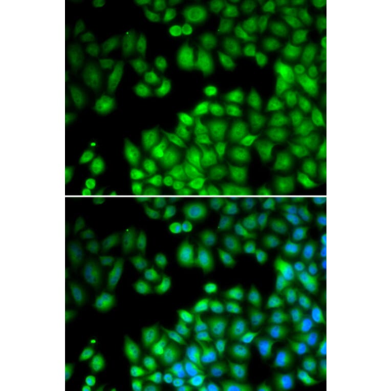 Immunofluorescence - MLL5 antibody from Signalway Antibody (38731) - Antibodies.com