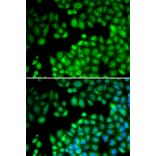 Immunofluorescence - MLL5 antibody from Signalway Antibody (38731) - Antibodies.com