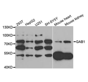 Western blot - GAB1 antibody from Signalway Antibody (38774) - Antibodies.com