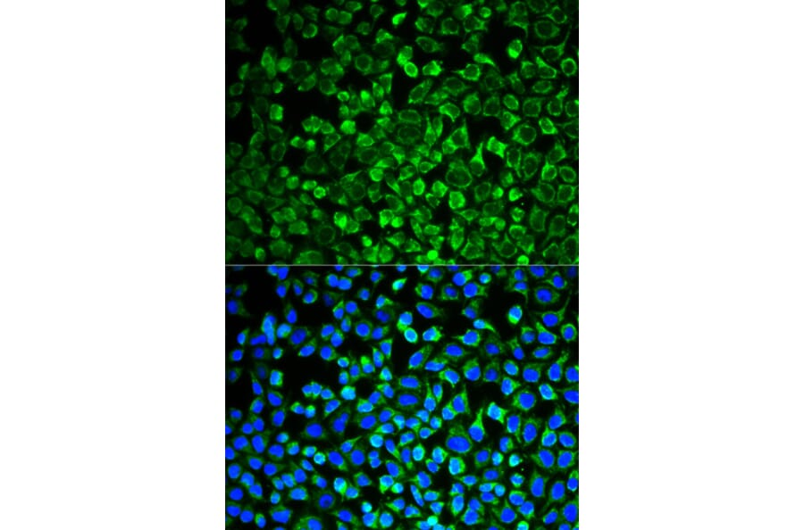 Immunofluorescence - GAB1 antibody from Signalway Antibody (38774) - Antibodies.com