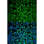 Immunofluorescence - GAB1 antibody from Signalway Antibody (38774) - Antibodies.com