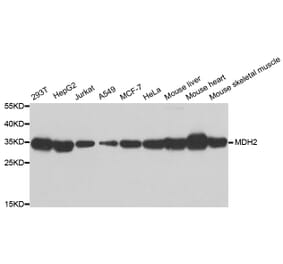 Western blot - MDH2 antibody from Signalway Antibody (38803) - Antibodies.com