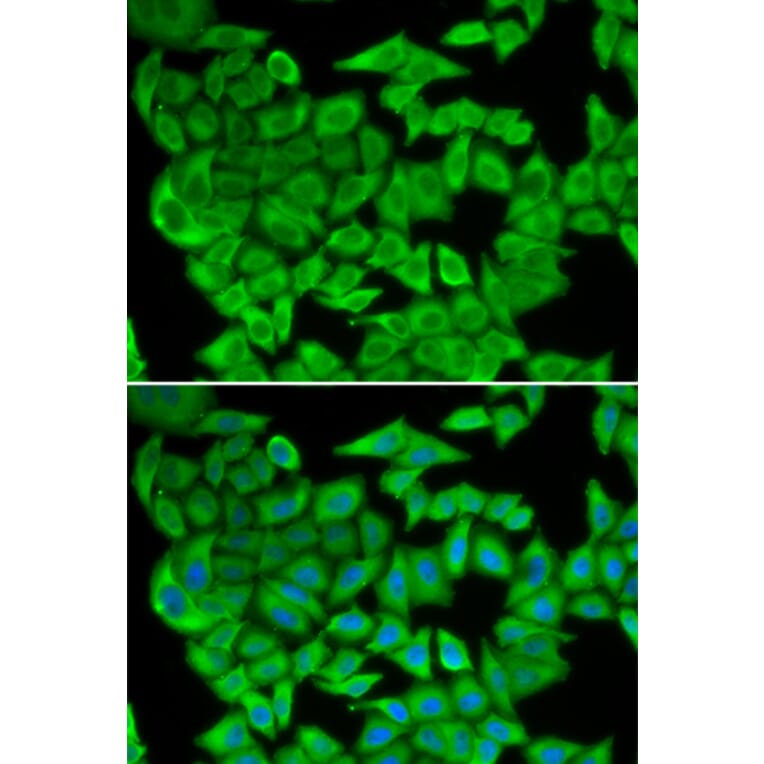 Immunofluorescence - MDH2 antibody from Signalway Antibody (38803) - Antibodies.com