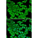 Immunofluorescence - MDH2 antibody from Signalway Antibody (38803) - Antibodies.com