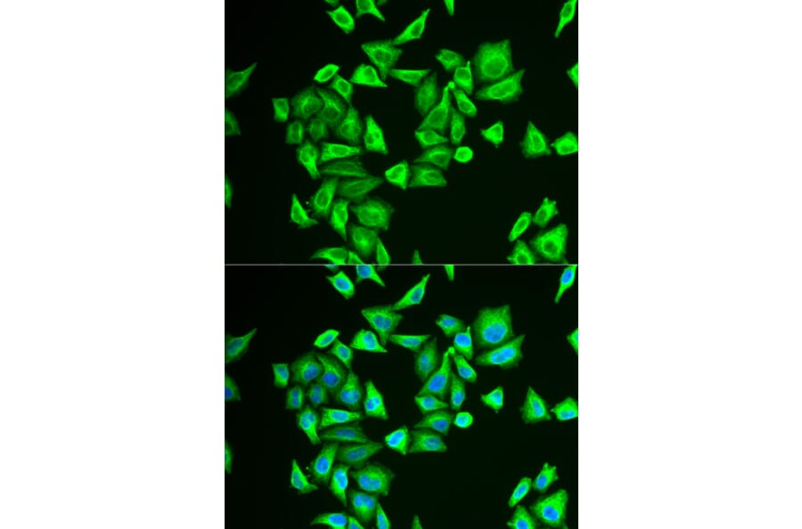 Immunofluorescence - PGM1 antibody from Signalway Antibody (38809) - Antibodies.com