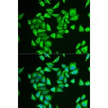 Immunofluorescence - PGM1 antibody from Signalway Antibody (38809) - Antibodies.com
