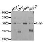 Western blot - PHYH antibody from Signalway Antibody (38810) - Antibodies.com