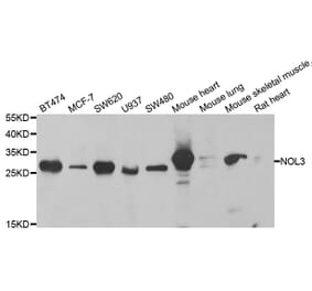 Western blot - NOL3 antibody from Signalway Antibody (38822) - Antibodies.com