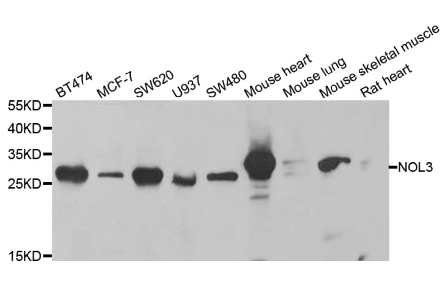 Western blot - NOL3 antibody from Signalway Antibody (38822) - Antibodies.com