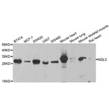 Western blot - NOL3 antibody from Signalway Antibody (38822) - Antibodies.com