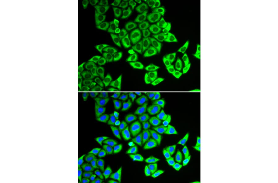 Immunofluorescence - NOL3 antibody from Signalway Antibody (38822) - Antibodies.com