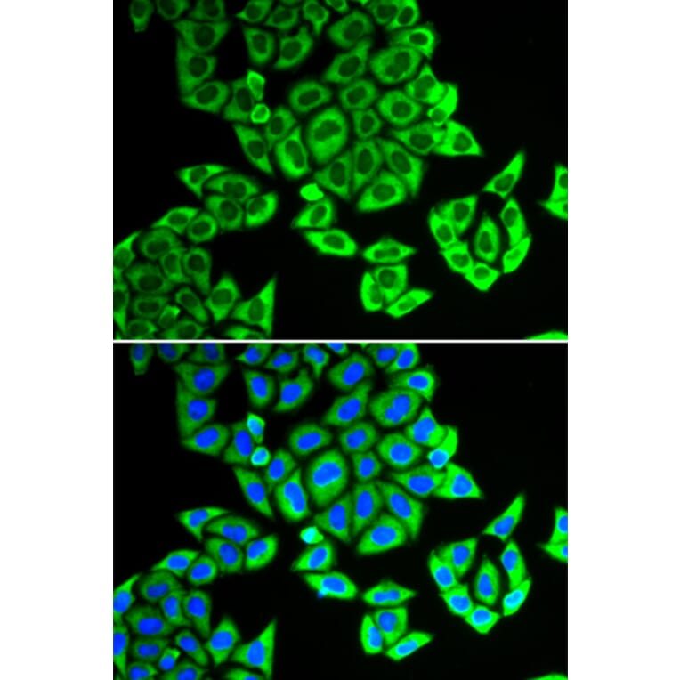 Immunofluorescence - NOL3 antibody from Signalway Antibody (38822) - Antibodies.com