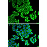 Immunofluorescence - NOL3 antibody from Signalway Antibody (38822) - Antibodies.com