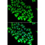 Immunofluorescence - ACY1 antibody from Signalway Antibody (38839) - Antibodies.com