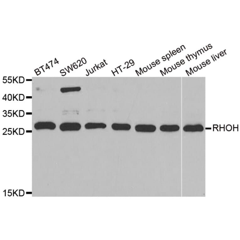 Western blot - RHOH antibody from Signalway Antibody (38843) - Antibodies.com