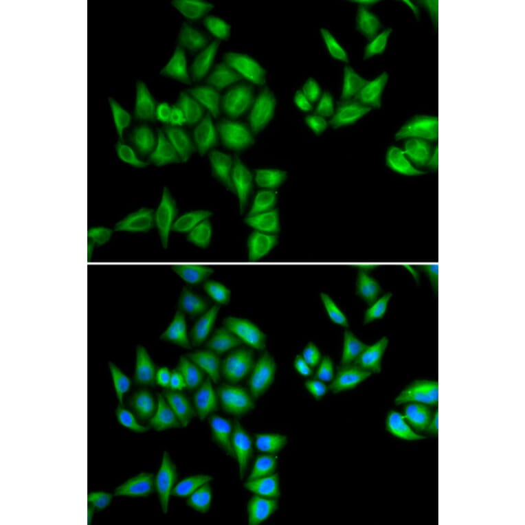 Immunofluorescence - BTG1 antibody from Signalway Antibody (38845) - Antibodies.com
