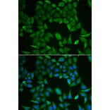 Immunofluorescence - CLPS antibody from Signalway Antibody (38849) - Antibodies.com