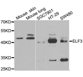 Western blot - ELF3 antibody from Signalway Antibody (38856) - Antibodies.com
