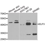 Western blot - ELF3 antibody from Signalway Antibody (38856) - Antibodies.com
